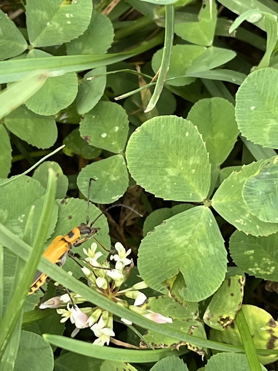 Goldenrod Soldier Beetle