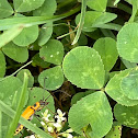 Goldenrod Soldier Beetle