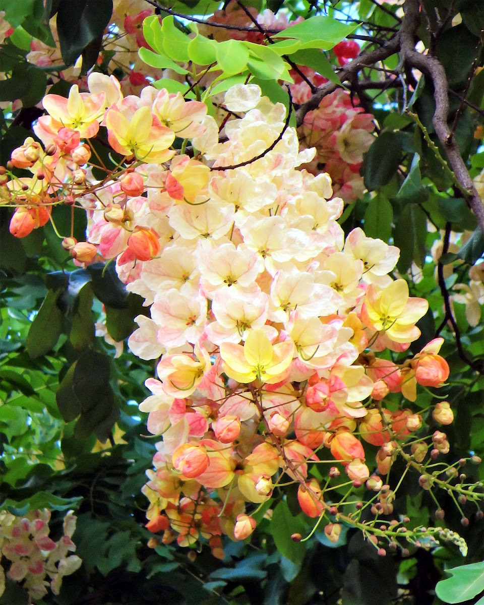 Rainbow Shower Tree