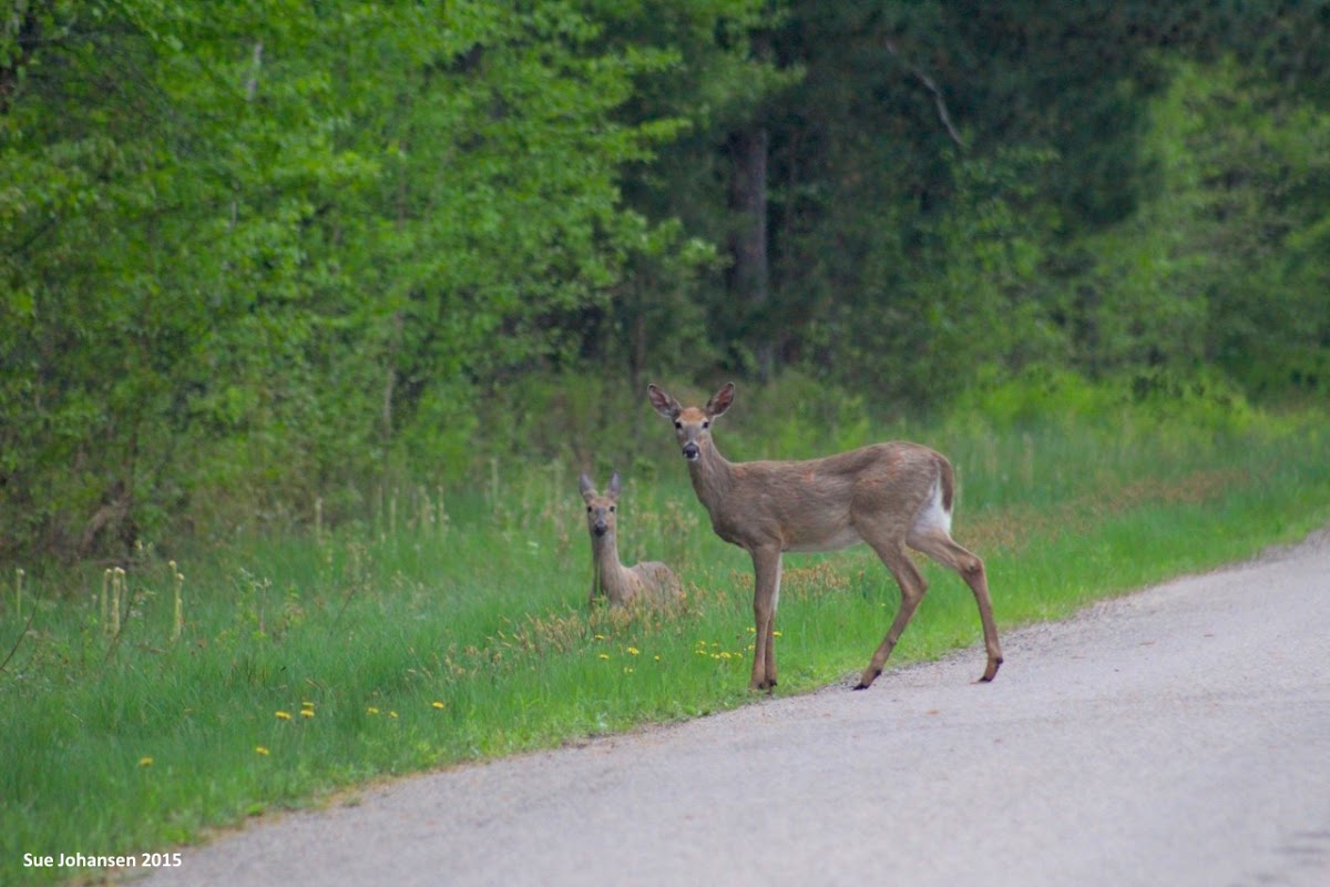 White-tailed Deer