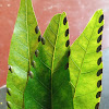 Insect eggs in custard apple leaves