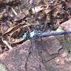 Great Blue Skimmer