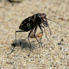 Festive Tiger Beetle