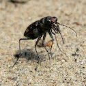 Festive Tiger Beetle