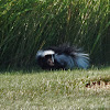 Striped skunk