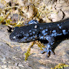 Blue-spotted Salamander