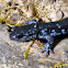 Blue-spotted Salamander