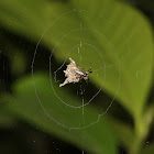 Trashline Orb-weaver Spider