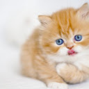 Cute Cats & Kittens Full HD New Tab