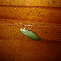 Green Cockroach / Barata-Verde