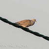 Collared Dove; Tórtola Turca