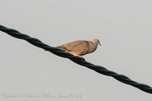 Collared Dove; Tórtola Turca