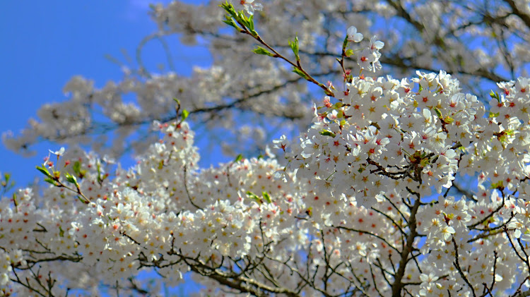 CR-Vのサクラと愛車・桜並木道・色々な桜・鳥も花見に関するカスタム事例の投稿画像9枚目