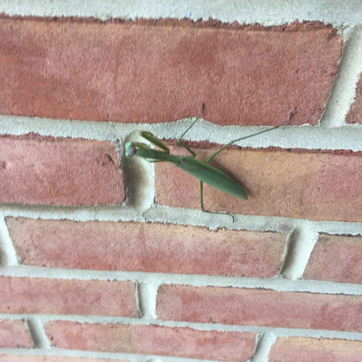 Praying mantis