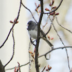 Dark-eyed junco