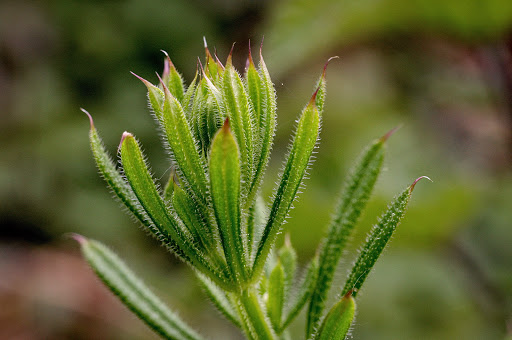 Galium aparine