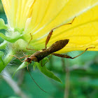 Broad-Headed Bug-Alydidae