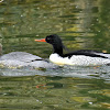 Scaly-sided merganser