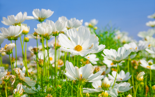 Morning Whisper: A Theme of Daisies in the Early Sunlight Preview 1