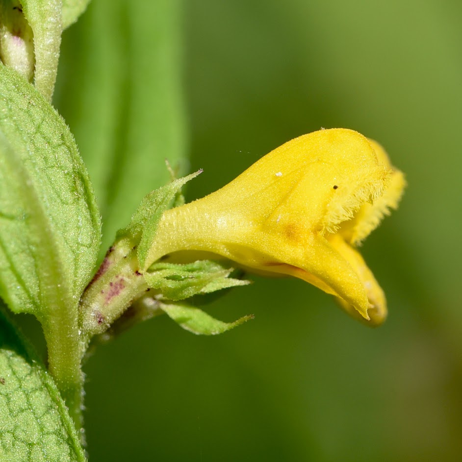 bloem en kelkblad