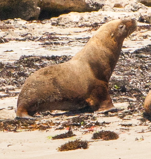 Australian sea lion