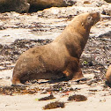 Australian sea lion