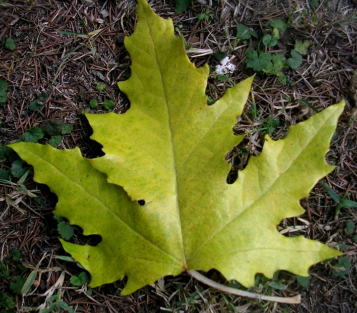 Le foglie d'autunno di bereza