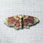 Geometrid Moth