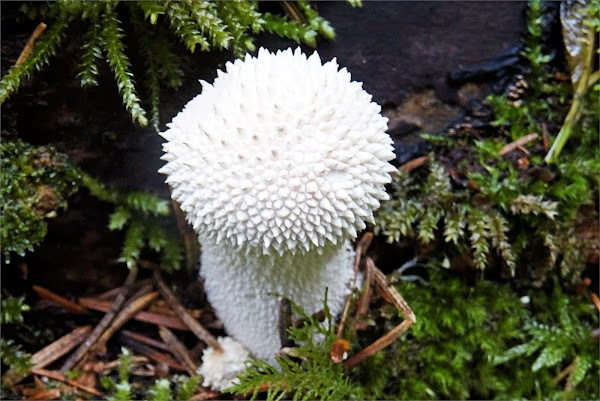 Lycoperdon perlatum - Wikipedia