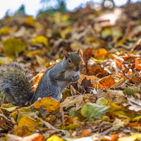 Non è autunno senza...prepararsi per il letargo... di 