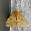 Io moth