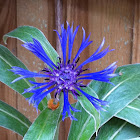 Perennial cornflower