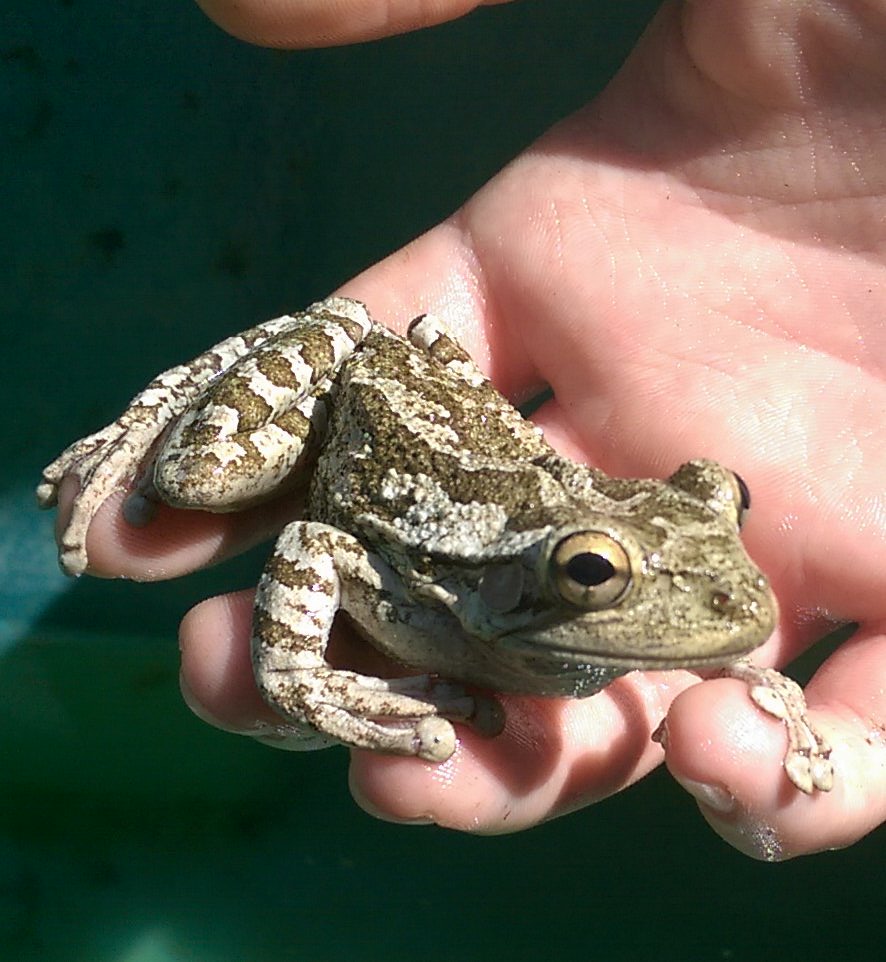 Cuban tree frog