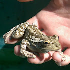 Cuban tree frog