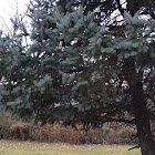 Blue Spruce