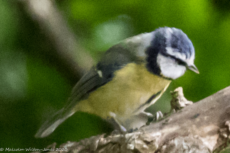 Blue Tit