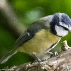 Blue Tit