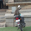 Bonnet Macaque unique behaviour