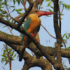 Stork-billed Kingfisher