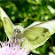 Cabbage Butterfly