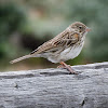 Vesper sparrow