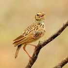 Indian bush lark