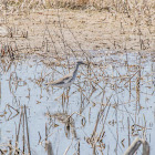 Greater Yellow Legs