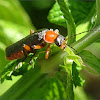 Soldier beetle