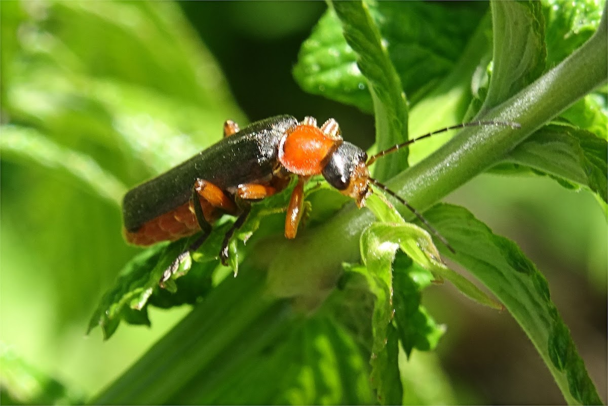 Soldier beetle