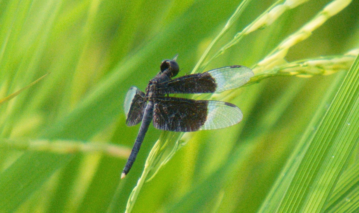 pied paddy skimmer