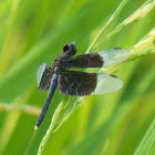 pied paddy skimmer