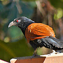 Greater coucal