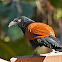 Greater coucal