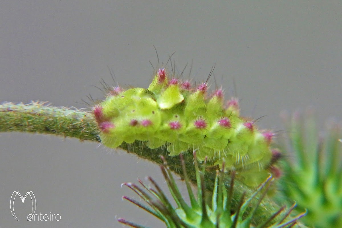 Lycaenid caterpillar